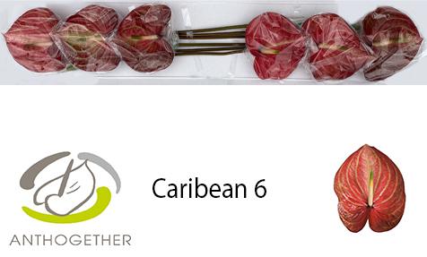 Срезанные цветы оптом Anthurium caribean от 6шт из Голландии с доставкой по России