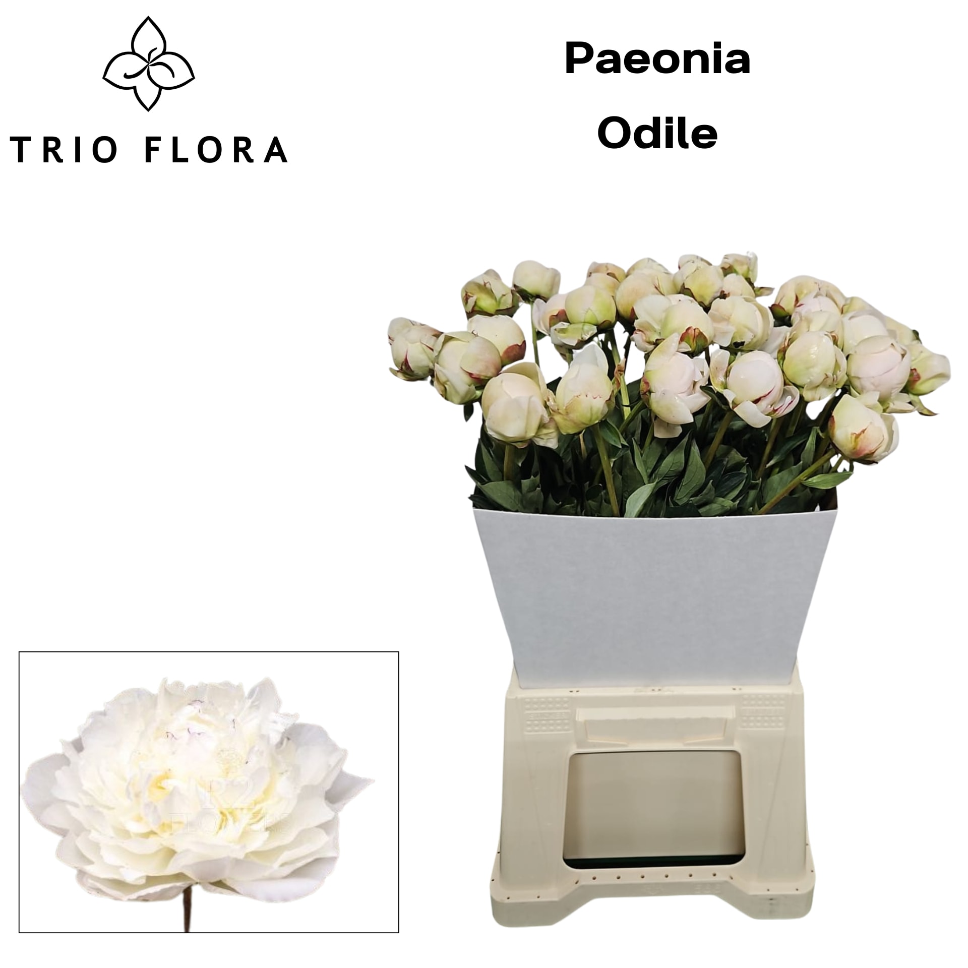 Срезанные цветы оптом Paeonia odile от 40шт из Голландии с доставкой по России