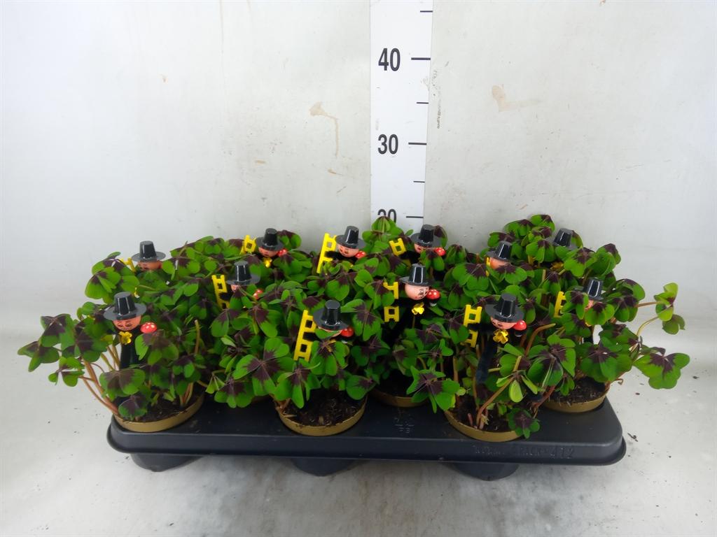 Горшечные цветы и растения оптом Oxalis Deppei от 12шт из Голландии с доставкой по России