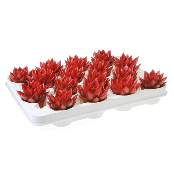 Горшечные цветы и растения оптом Echeveria Rainbow Red от 16шт из Голландии с доставкой по России