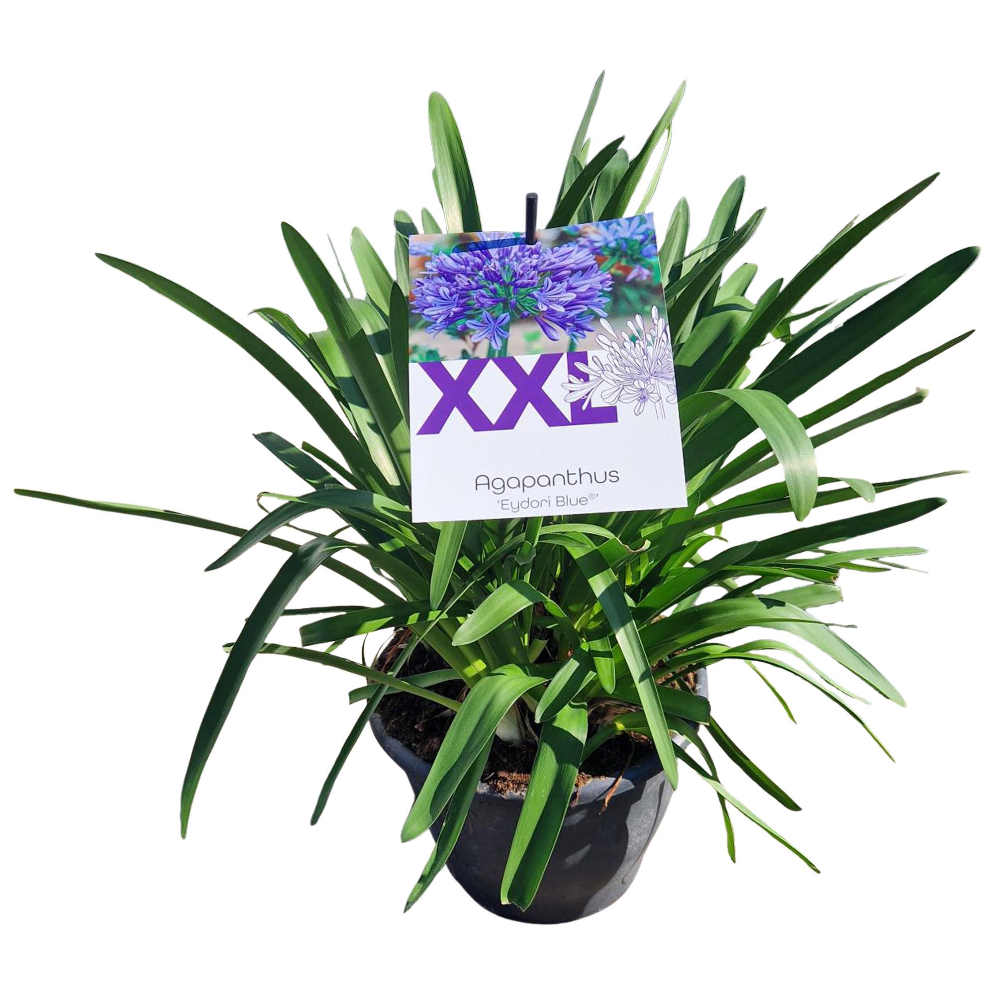 Горшечные цветы и растения оптом Agapanthus 7 Stek Blauw Pot 32 Grootbl. Doorbl. No от 1шт из Голландии с доставкой по России