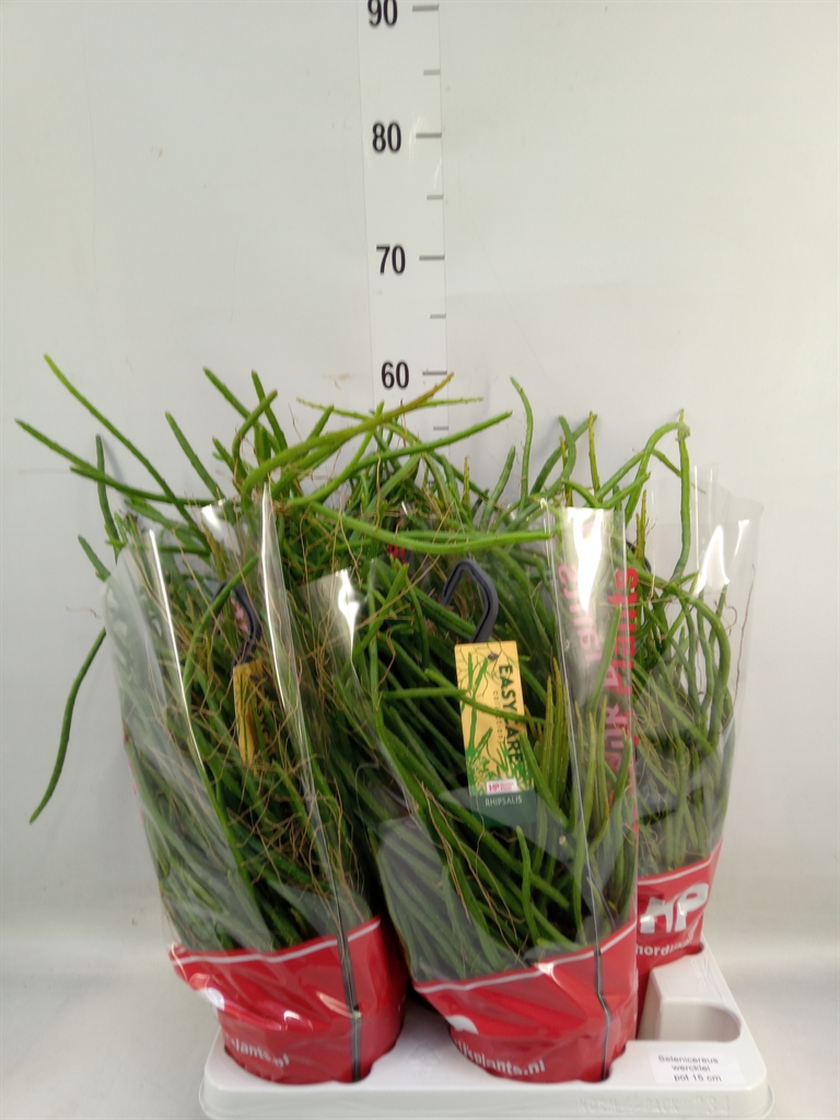 Горшечные цветы и растения оптом Rhipsalis   ... от 4шт из Голландии с доставкой по России