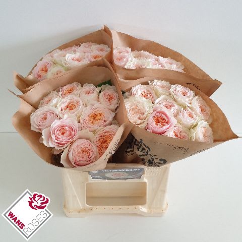 Срезанные цветы оптом Rosa garden victorian bride+ от 40шт из Голландии с доставкой по России