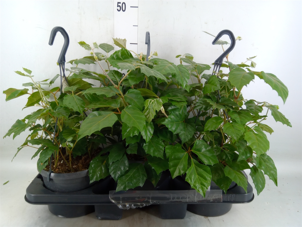 Горшечные цветы и растения оптом Cissus Rhombifolia от 3шт из Голландии с доставкой по России