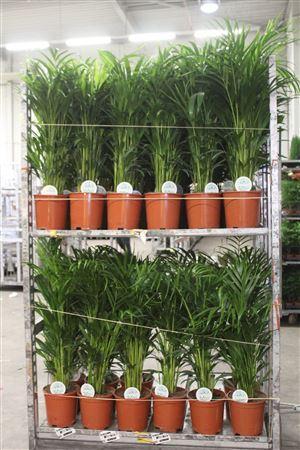 Горшечные цветы и растения оптом Dypsis Lutescens 25pp 100cm от 1шт из Голландии с доставкой по России