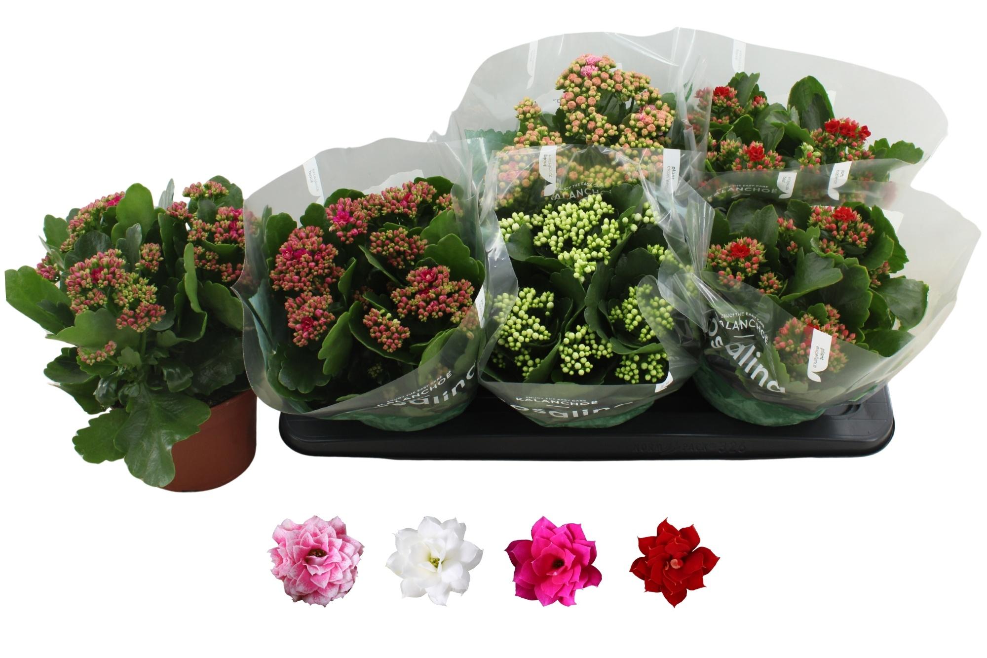 Горшечные цветы и растения оптом Kal Ge Ro Gem 4 Kl от 6шт из Голландии с доставкой по России