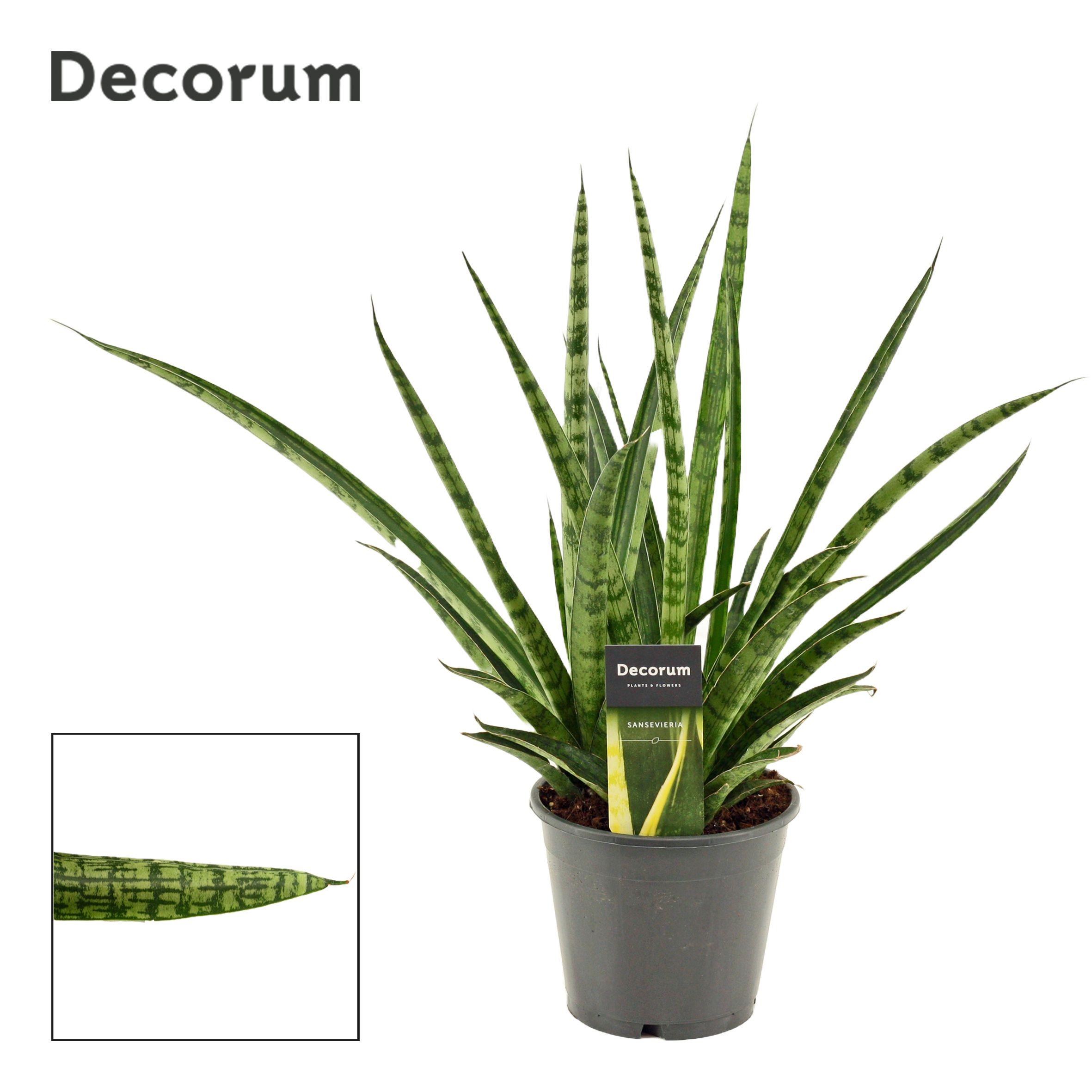 Горшечные цветы и растения оптом Sansevieria Silver Steel (decorum)) от 7шт из Голландии с доставкой по России