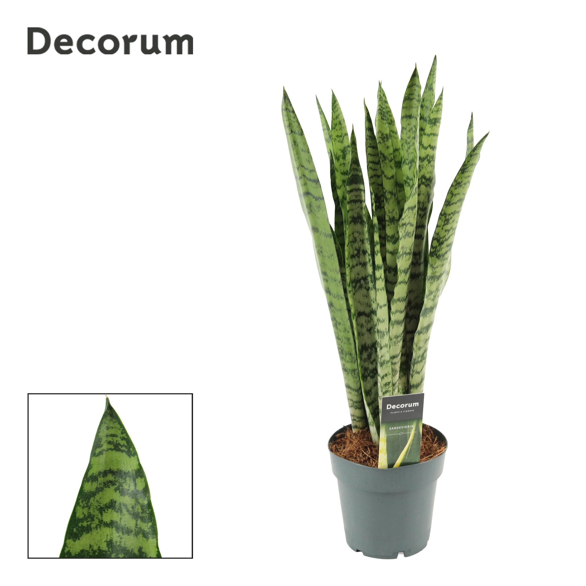 Горшечные цветы и растения оптом Sansevieria Wintergreen (decorum) от 7шт из Голландии с доставкой по России