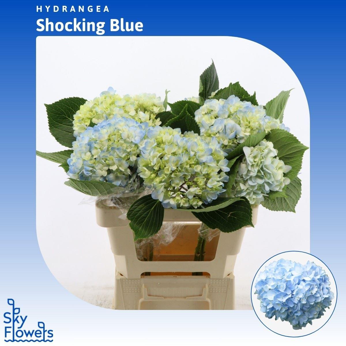 Срезанные цветы оптом Hydrangea shocking blue от 10шт из Голландии с доставкой по России