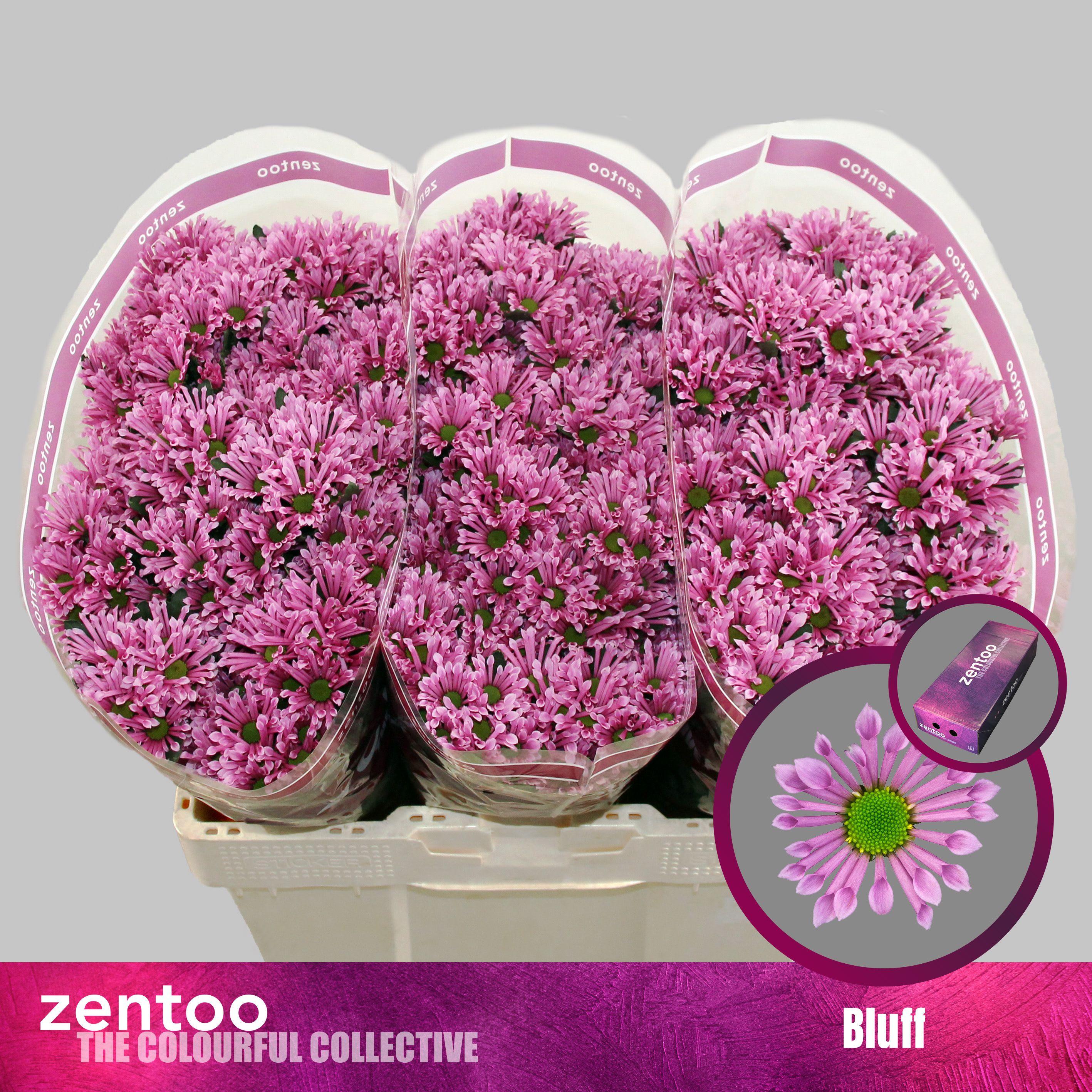 Срезанные цветы оптом Chrys sa bluff от 225шт из Голландии с доставкой по России