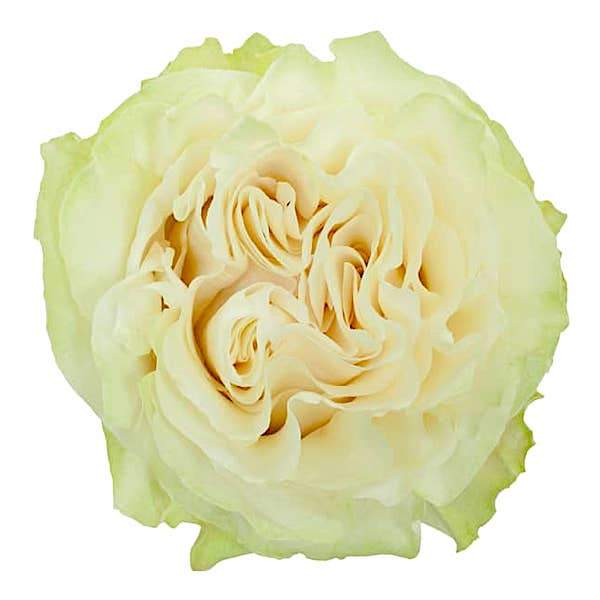 Розы оптом MOONSTONE из Эквадора с доставкой по России