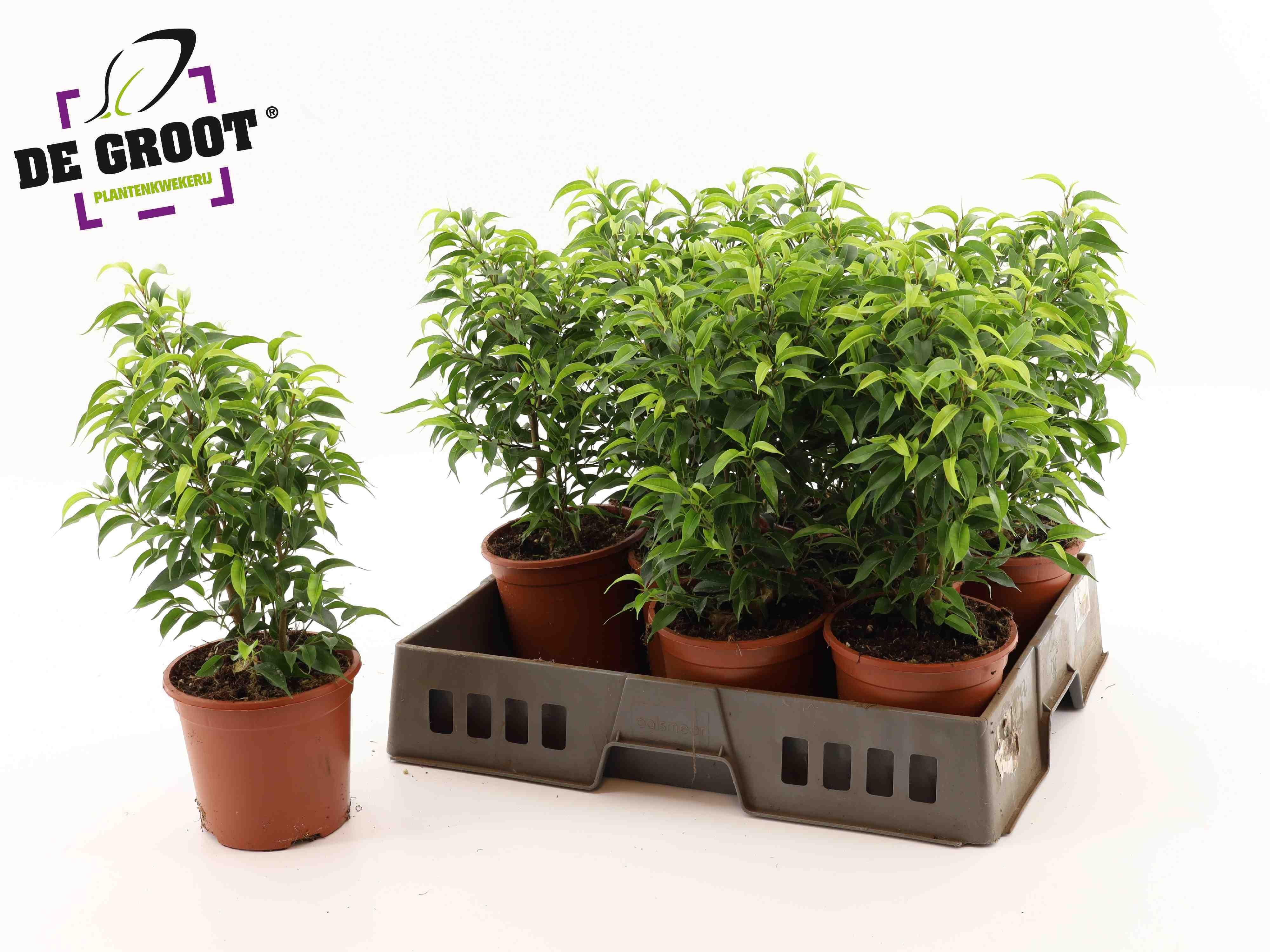 Горшечные цветы и растения оптом Fic Be Natasja от 9шт из Голландии с доставкой по России