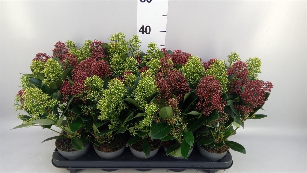 Горшечные цветы и растения оптом Skimmia ... от 10шт из Голландии с доставкой по России