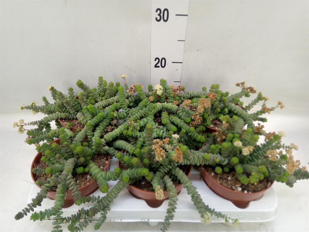 Горшечные цветы и растения оптом Crassula Marnieriana от 6шт из Голландии с доставкой по России