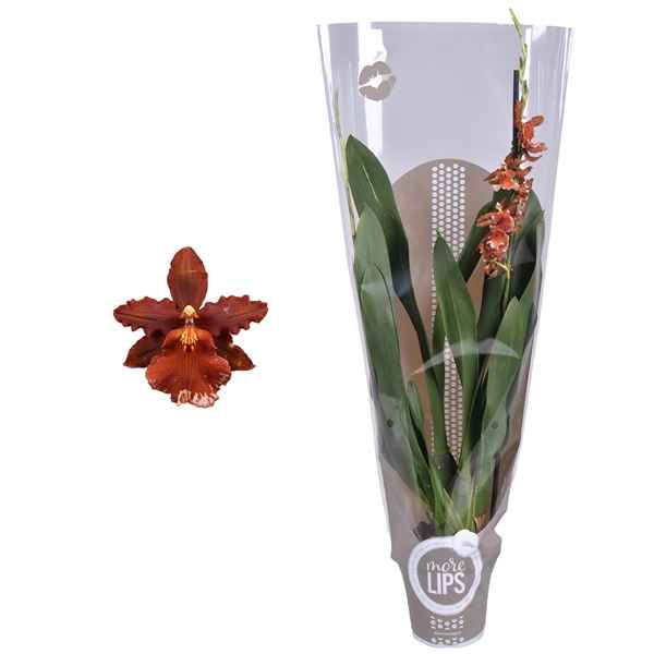 Горшечные цветы и растения оптом Morelips® Odontoglossum Mix 1 Tak Met Taupe Showho от 6шт из Голландии с доставкой по России