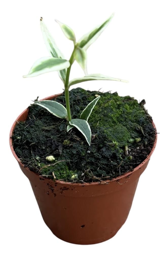 Горшечные цветы и растения оптом Hoya Bella Albomarginata от 1шт (для телеги) из Голландии с доставкой по России