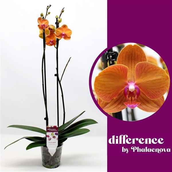 Горшечные цветы и растения оптом Phal 2st Tamara 14+ (phalaenova) от 10шт из Голландии с доставкой по России