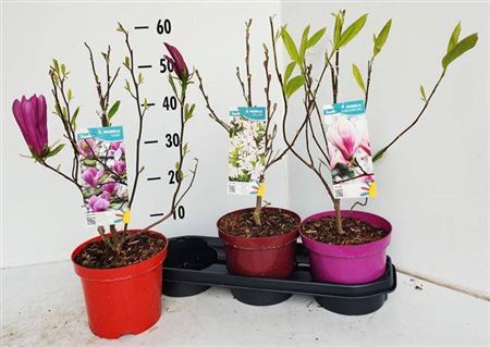 Горшечные цветы и растения оптом Magnolia Mix In Tray от 3шт из Голландии с доставкой по России