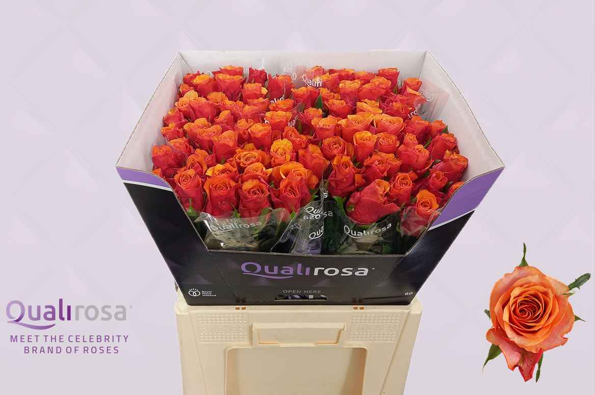 Срезанные цветы оптом Rosa la espana от 80шт из Голландии с доставкой по России