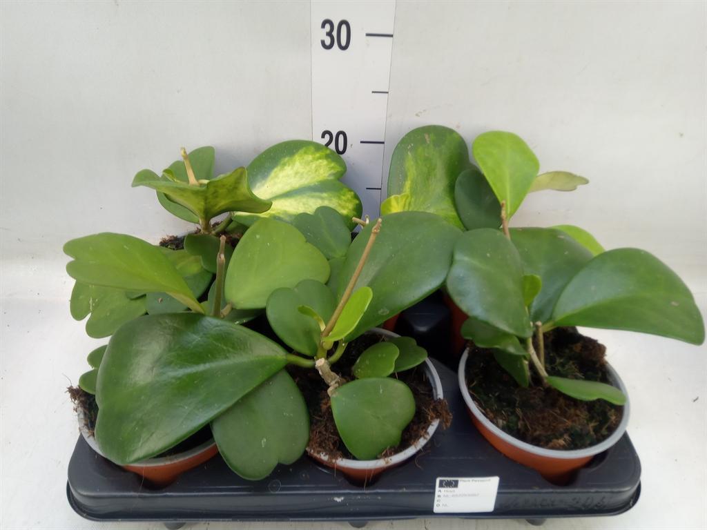 Горшечные цветы и растения оптом Hoya Kerrii от 6шт из Голландии с доставкой по России