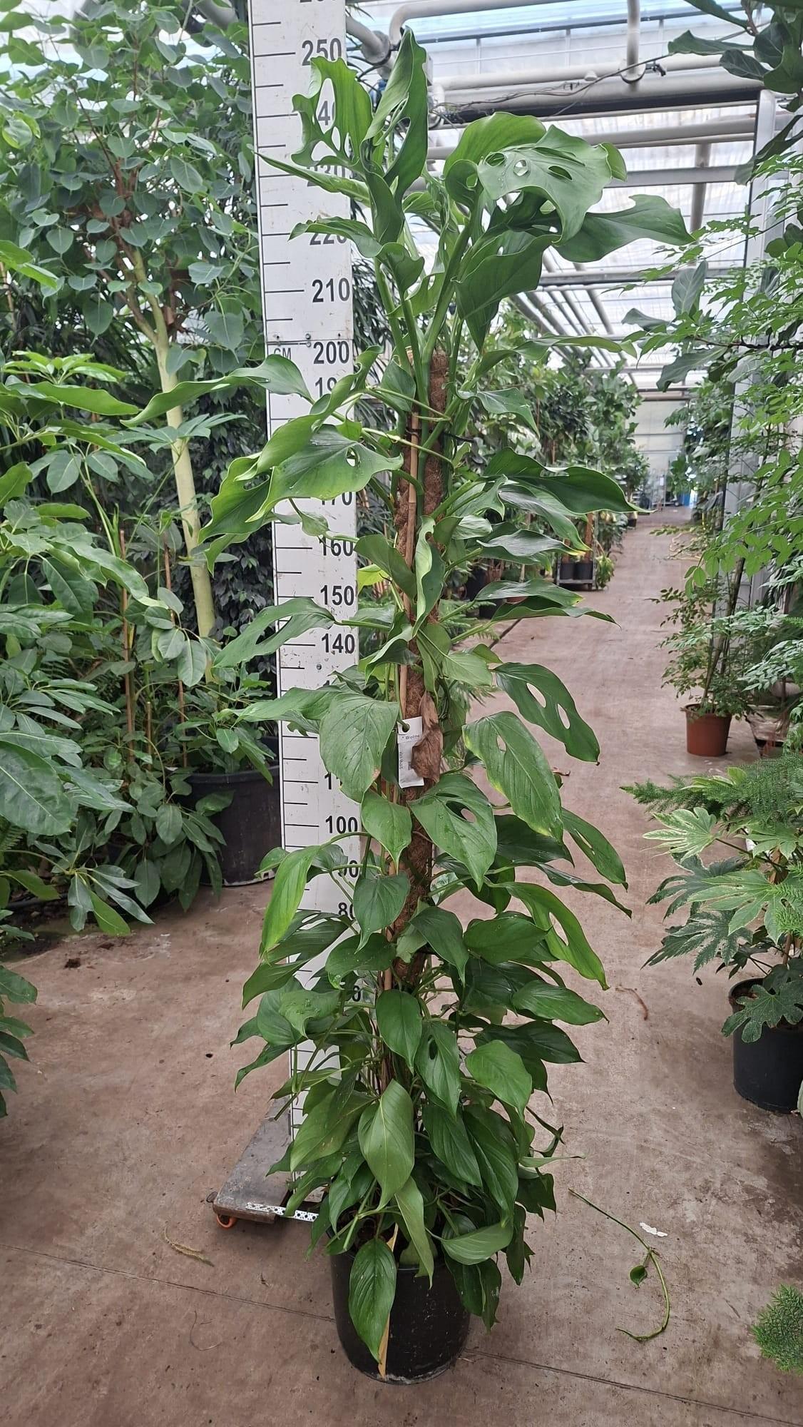 Горшечные цветы и растения оптом Monstera Acacoyaguensis от 1шт из Голландии с доставкой по России
