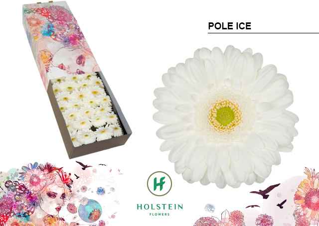 Срезанные цветы оптом Gerbera pole ice от 50шт из Голландии с доставкой по России