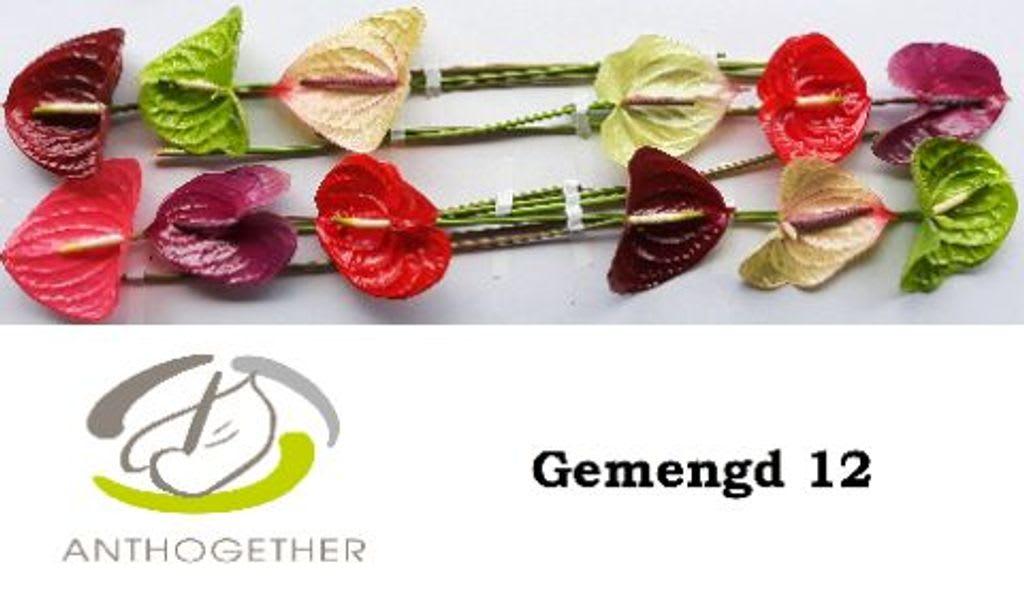 Срезанные цветы оптом Anthurium mix in box от 12шт.. из Голландии с доставкой по России