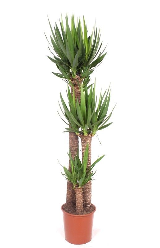 Горшечные цветы и растения оптом Yucca Elephantipes 120-80-40 Xl от 1шт из Голландии с доставкой по России