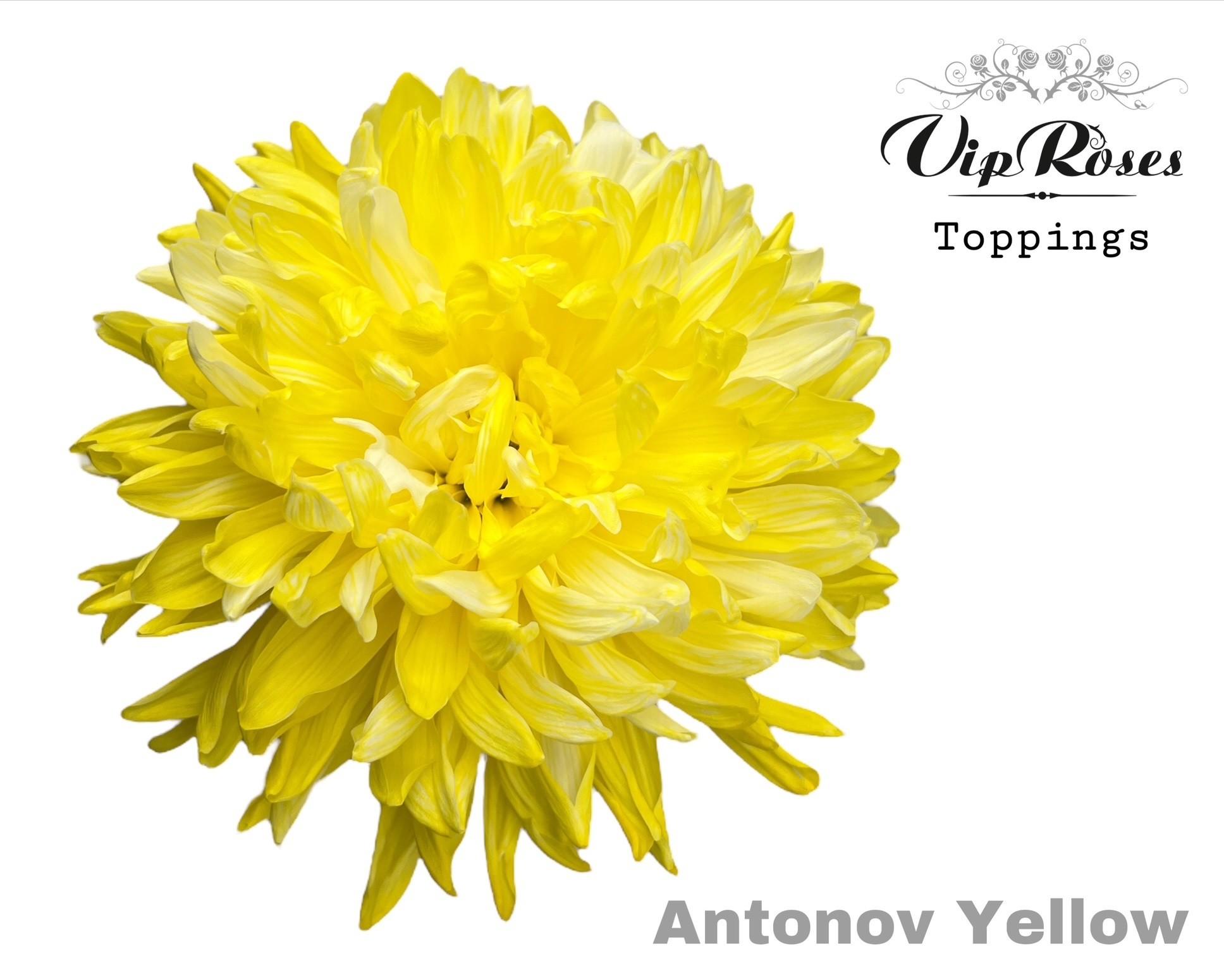 Срезанные цветы оптом Chrys bl paint antonov yellow от 20шт из Голландии с доставкой по России