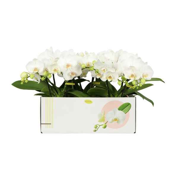 Горшечные цветы и растения оптом Phal 2st Shorty White 25+ (opti) от 6шт из Голландии с доставкой по России