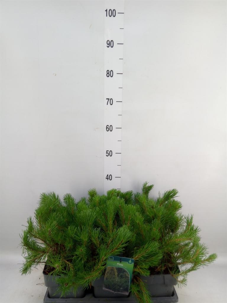 Горшечные цветы и растения оптом Pinus Mugo Var. Pumilio от 6шт из Голландии с доставкой по России