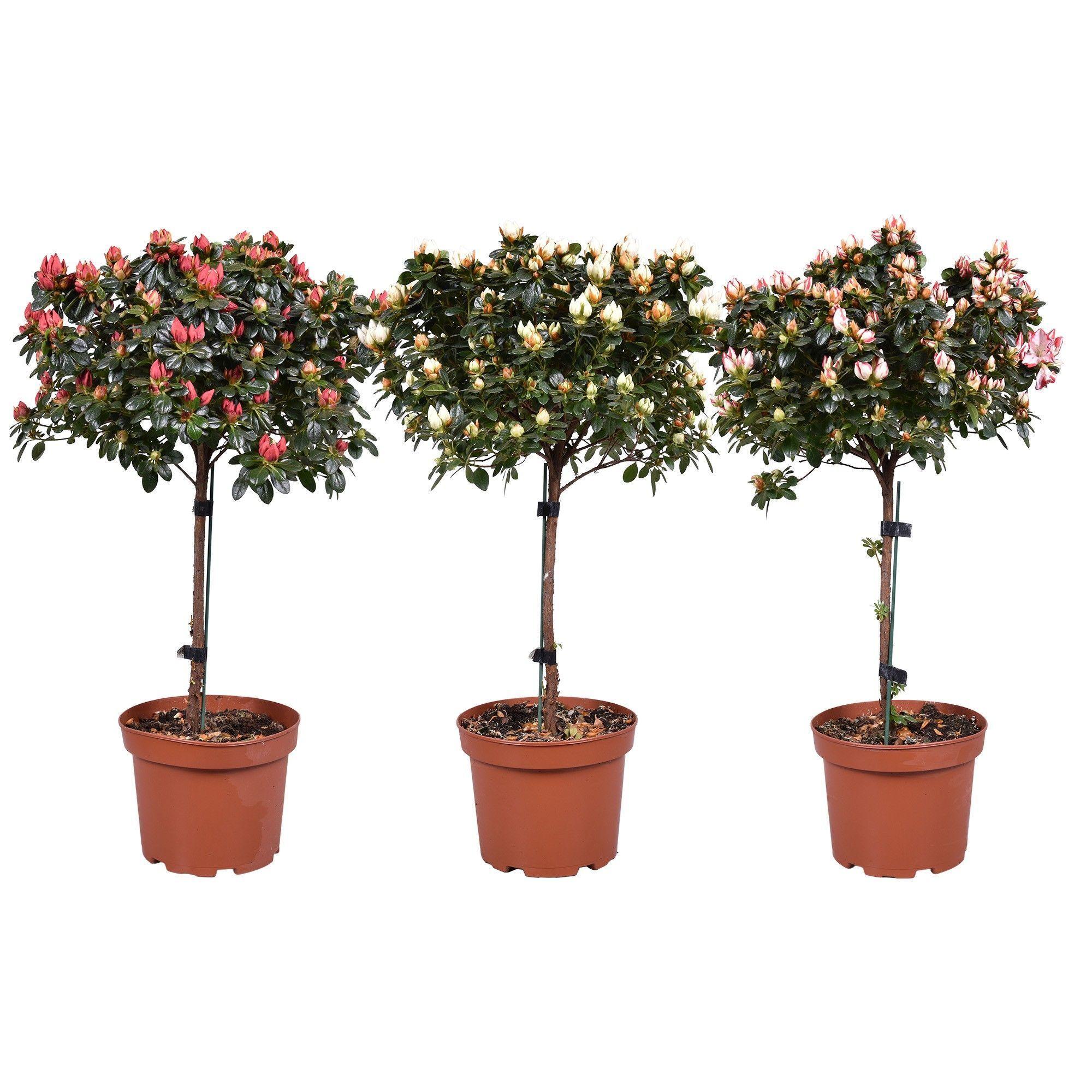 Горшечные цветы и растения оптом Azalea On Stem от 3шт из Голландии с доставкой по России