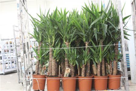 Горшечные цветы и растения оптом Yucca 60-30-20 от 1шт из Голландии с доставкой по России