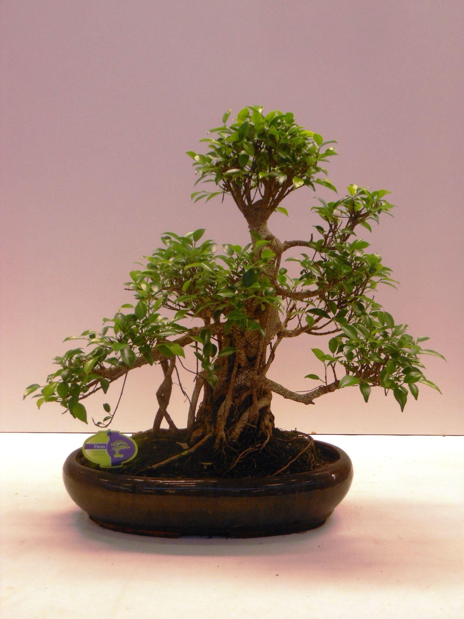 Горшечные цветы и растения оптом Bonsai Ficus Retusa, With Drip Tray от 1шт из Голландии с доставкой по России
