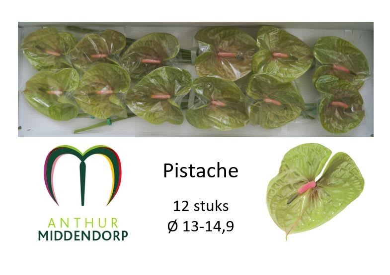 Срезанные цветы оптом Anthurium pistache от 12шт.. из Голландии с доставкой по России