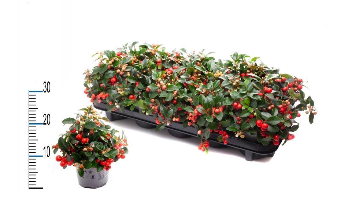 Горшечные цветы и растения оптом Gaulth Pr Big Berry от 10шт из Голландии с доставкой по России