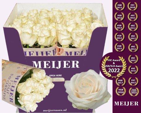 Срезанные цветы оптом Rosa large four seasons+ от 40шт из Голландии с доставкой по России