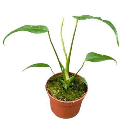 Горшечные цветы и растения оптом Monstera Burle Marx Flame от 1шт из Голландии с доставкой по России