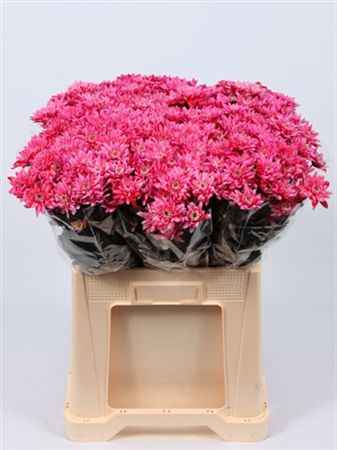 Срезанные цветы оптом Chrys sp paint euro red от 60шт из Голландии с доставкой по России