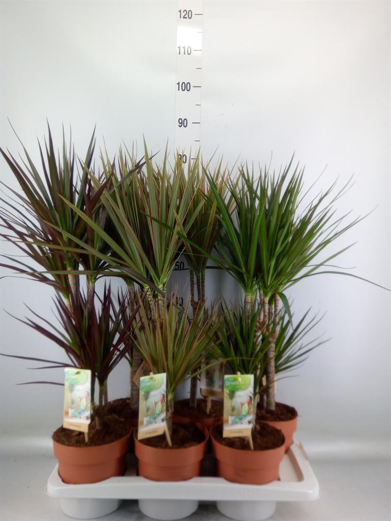 Горшечные цветы и растения оптом Dracaena   ...mix от 6шт из Голландии с доставкой по России