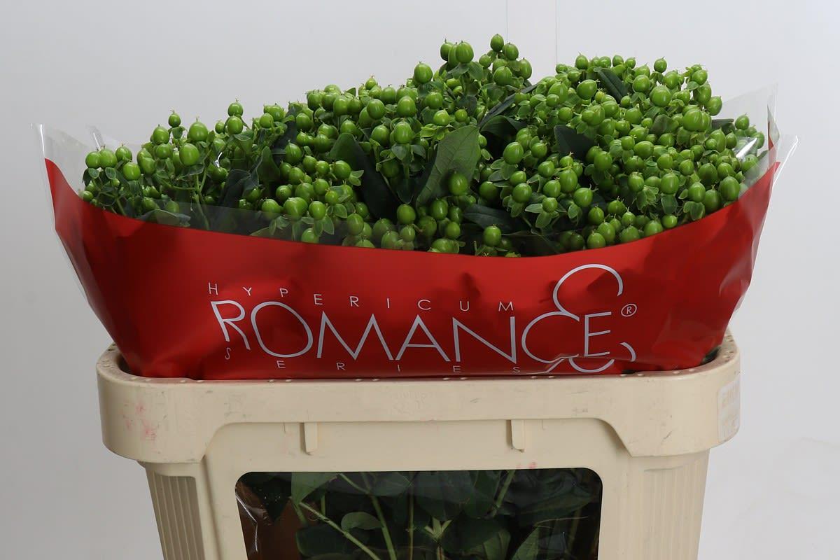 Срезанные цветы оптом Hypericum jungle romance от 50шт. из Голландии с доставкой по России