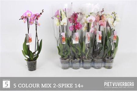 Горшечные цветы и растения оптом Phal 2st Mix 14+ (vijverberg) от 10шт из Голландии с доставкой по России