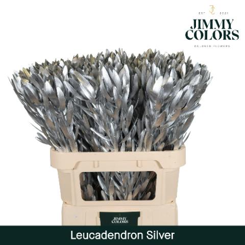 Срезанные цветы оптом Leucadendron paint metallic silver от 10шт из Голландии с доставкой по России