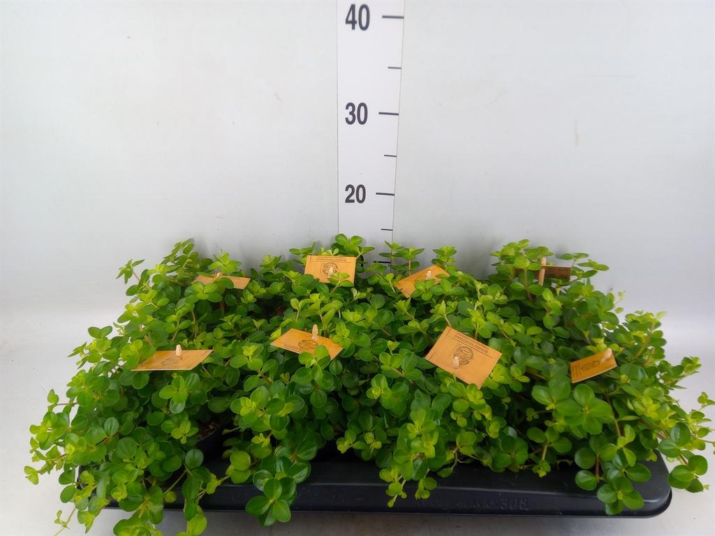 Горшечные цветы и растения оптом Peperomia Rotundifolia от 8шт из Голландии с доставкой по России