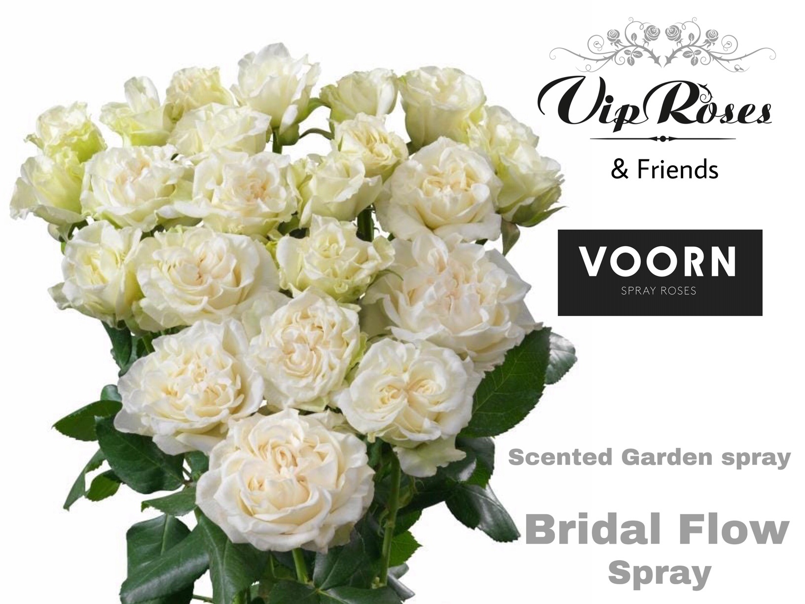 Срезанные цветы оптом Rosa spray bridal flow от 30шт из Голландии с доставкой по России