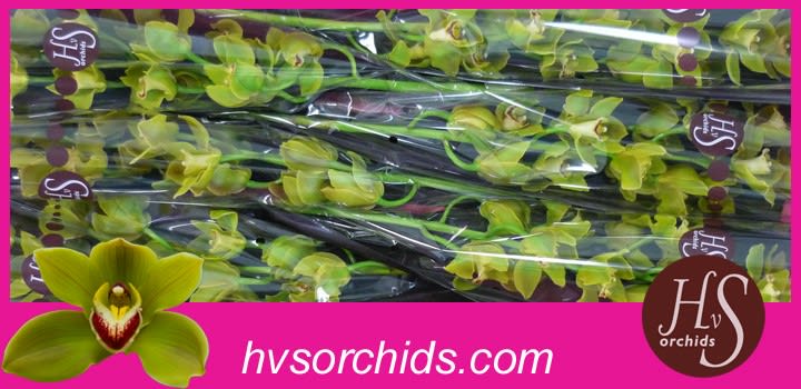 Срезанные цветы оптом Cymbidium green jungle trail от 6шт. из Голландии с доставкой по России