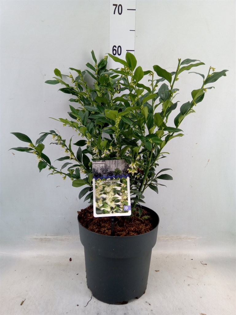 Горшечные цветы и растения оптом Sarcococca Confusa от 1шт из Голландии с доставкой по России