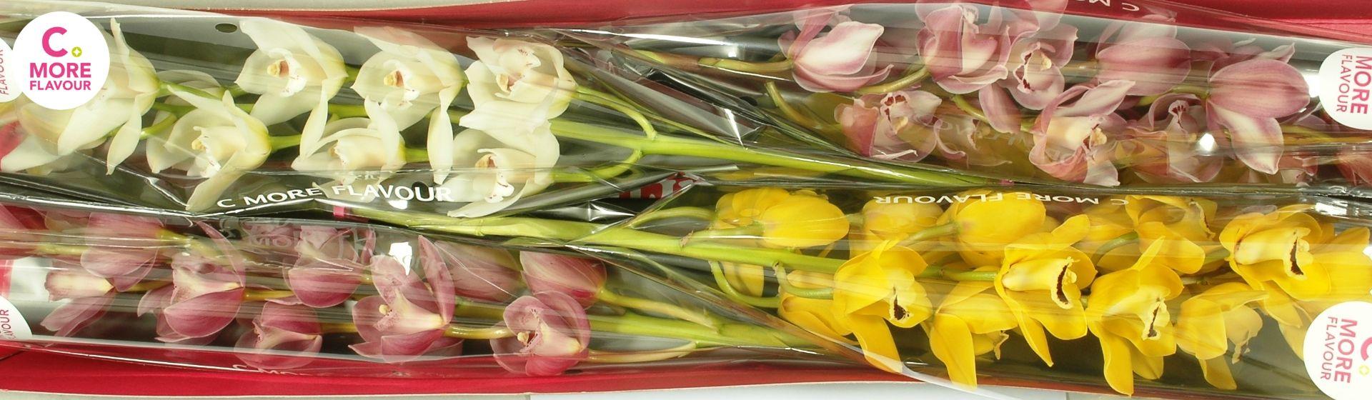 Срезанные цветы оптом Minicymbidium mix easter от 5шт. из Голландии с доставкой по России