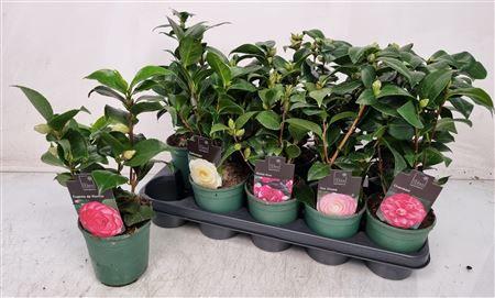 Горшечные цветы и растения оптом Camellia Japonica 10+ от 10шт из Голландии с доставкой по России