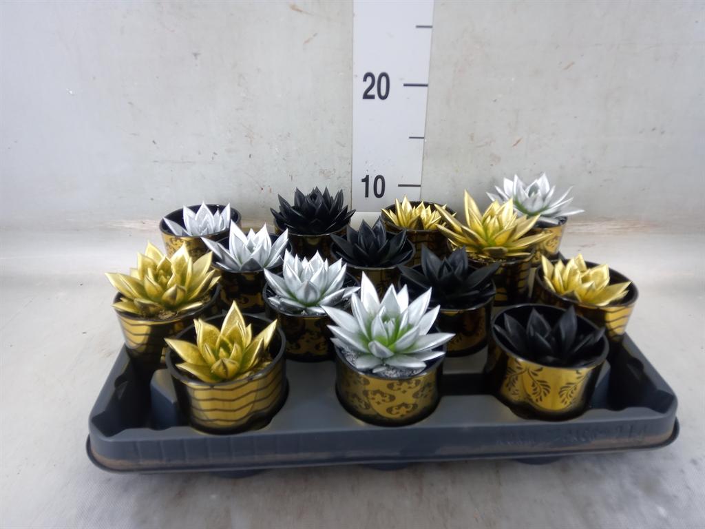 Горшечные цветы и растения оптом Echeveria Agavoides от 14шт (для телеги) из Голландии с доставкой по России